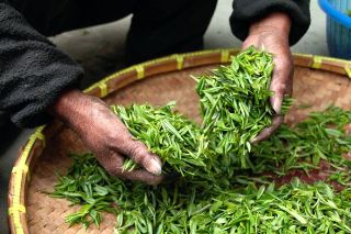 Hands picking up herbs